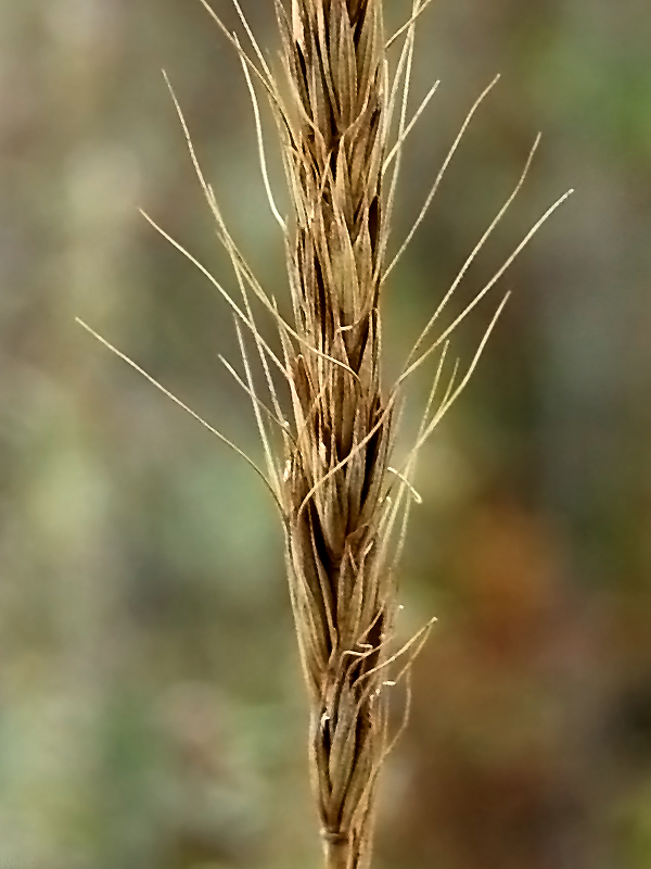 Image of Elymus excelsus specimen.