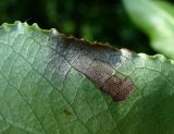 Salix pentandra. Часть листа с поражением (вид снизу). Окр. Архангельска, 16.06.2015.