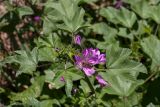 Malva sylvestris. Верхушка цветущего растения с фуражирующей пчелой. Черногория, г. Пераст, обочина автопарковки. 09.10.2014.