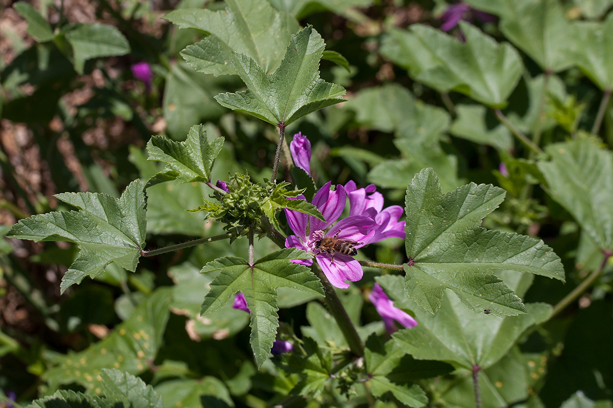 Image of Malva sylvestris specimen.