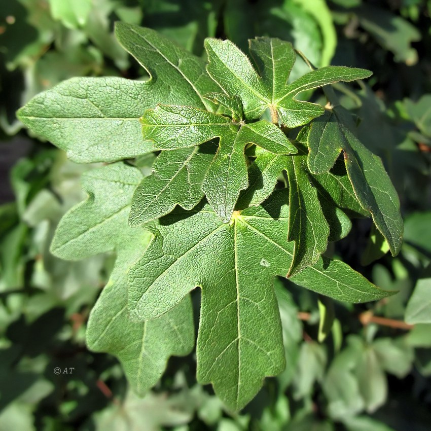 Image of Acer campestre specimen.