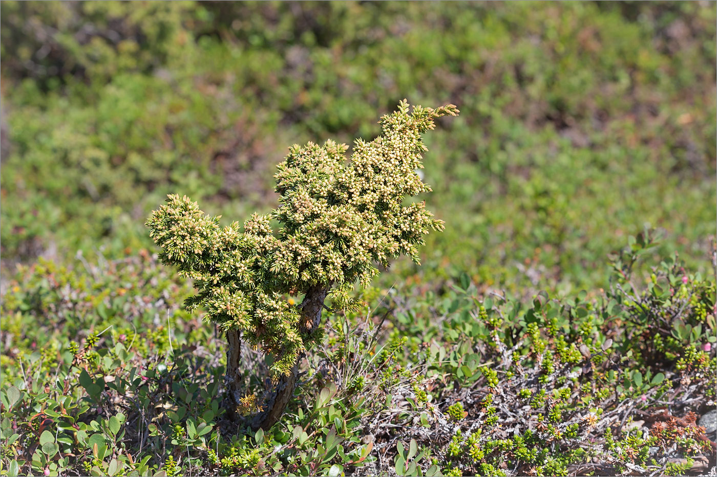 Image of Juniperus sibirica specimen.