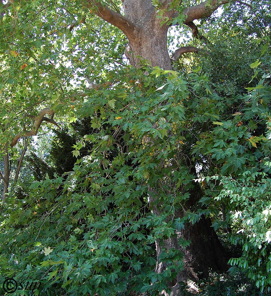 Изображение особи Platanus orientalis.