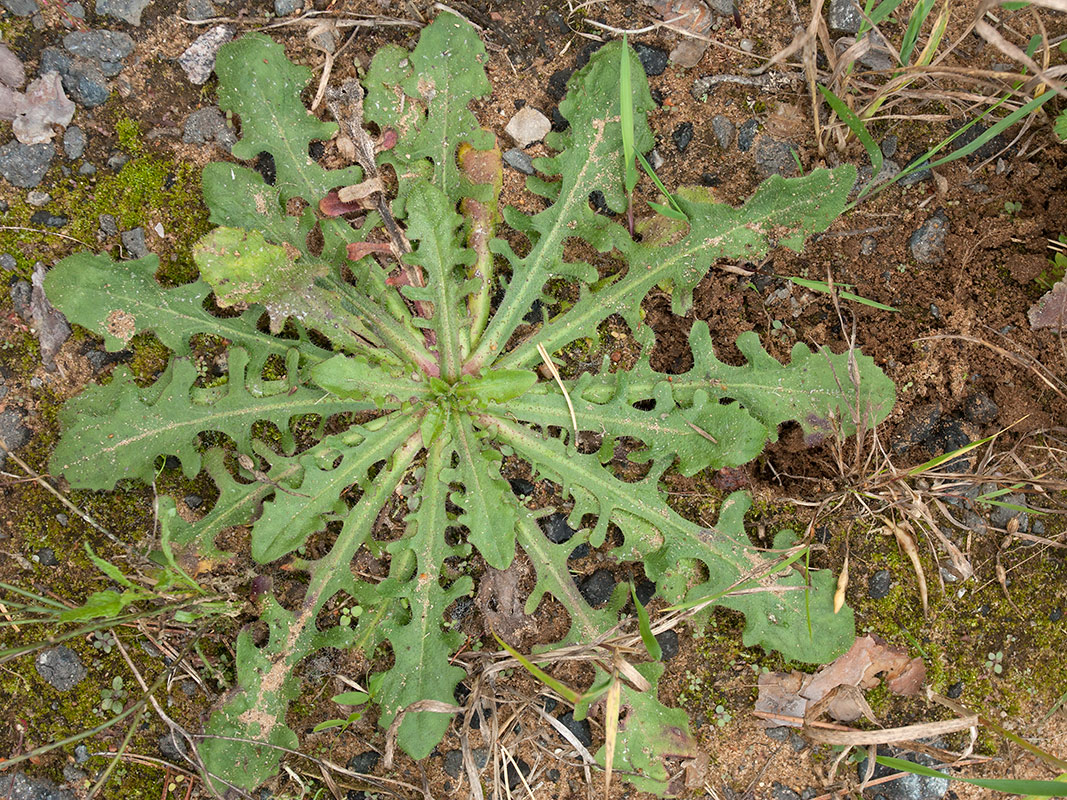 Image of Hypochaeris radicata specimen.