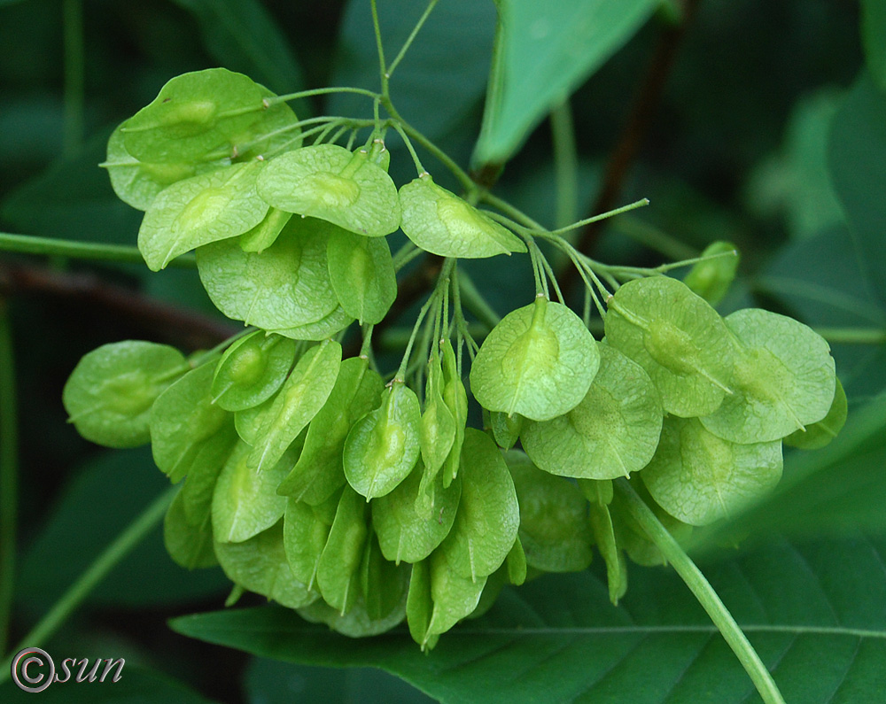 Изображение особи Ptelea trifoliata.