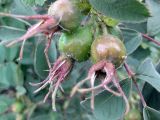 Rosa villosa