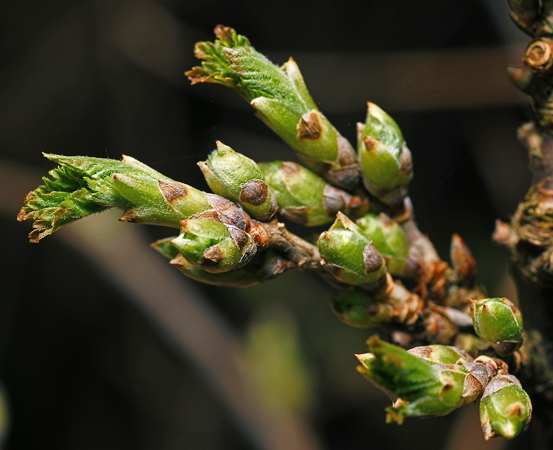 Image of Ribes rubrum specimen.