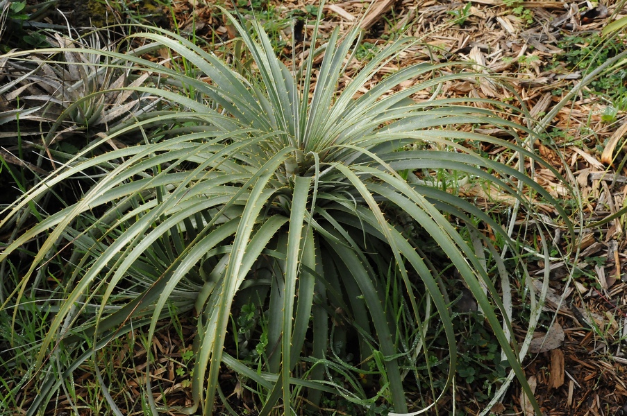 Image of Puya berteroniana specimen.