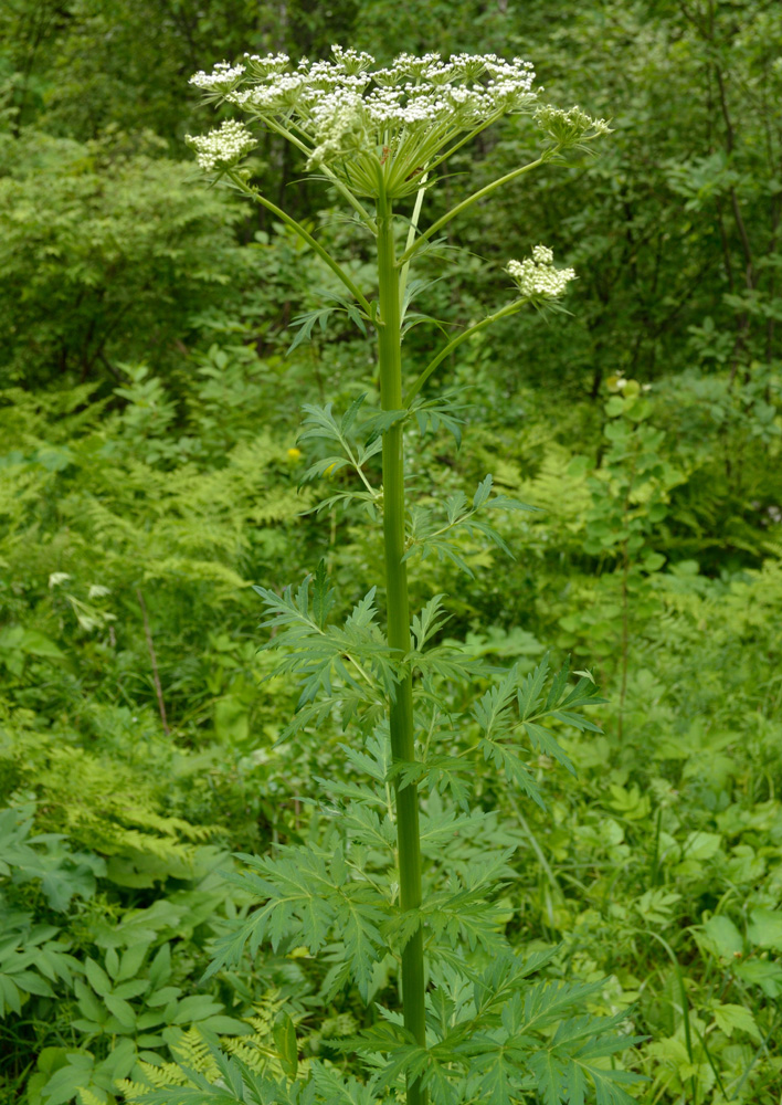 Image of Pleurospermum uralense specimen.