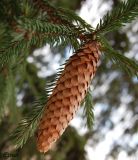 View full-size image Picea abies
