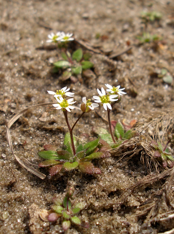 Изображение особи Erophila verna.