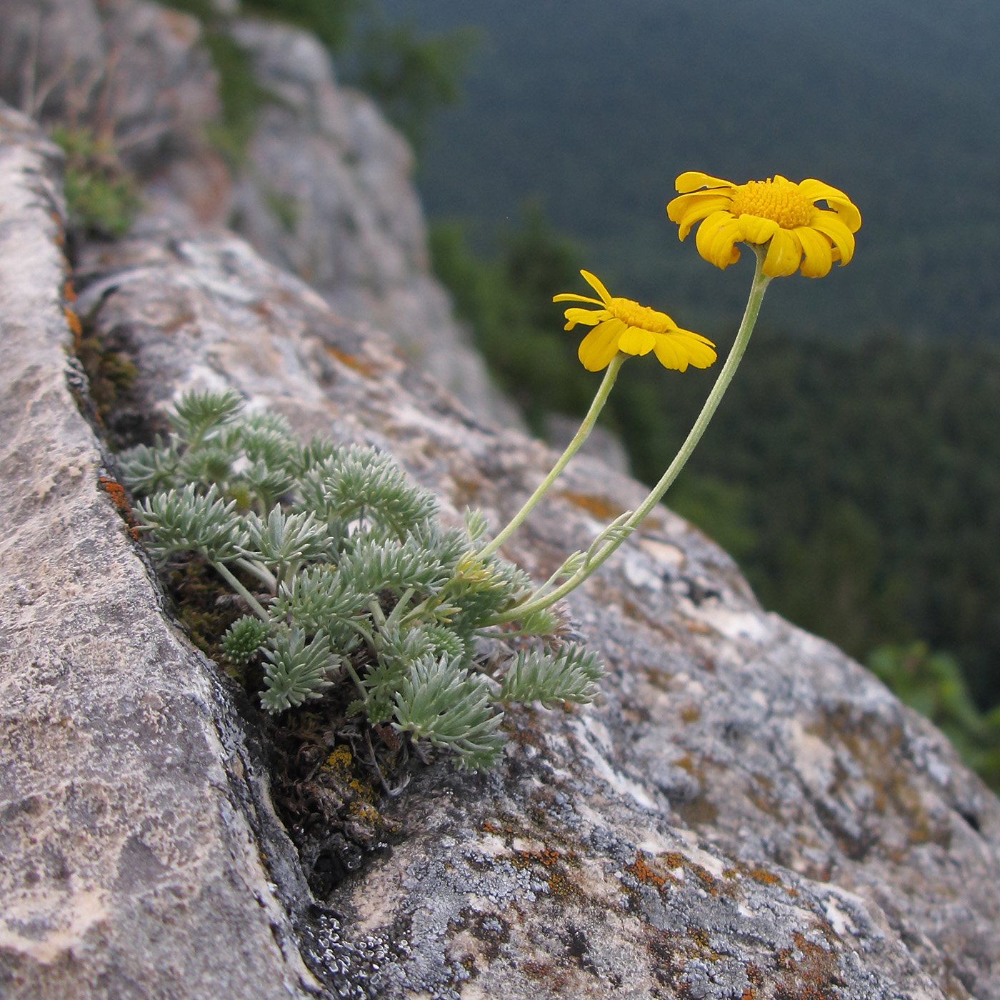 Изображение особи Anthemis marschalliana ssp. pectinata.