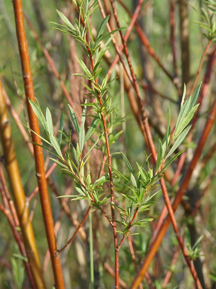 Изображение особи Salix microstachya.