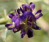 Medicago tianschanica. Соцветие. Кыргызстан, Нарынская обл., правый берег р. Нарын, окр. с. Ак-Булун, I надпойменная терраса. 05.07.2015.