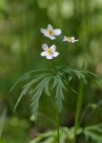 Anemone caerulea. Цветущее растение. Республика Алтай, Шебалинский р-н, окр. с. Камлак, сосновый лес правого борта долины р. Сема, нижняя граница леса. 02.06.2015.