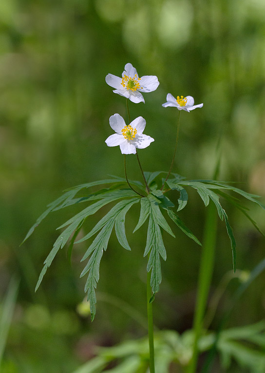 Image of Anemone caerulea specimen.