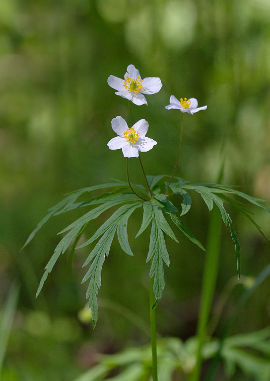 Изображение особи Anemone caerulea.