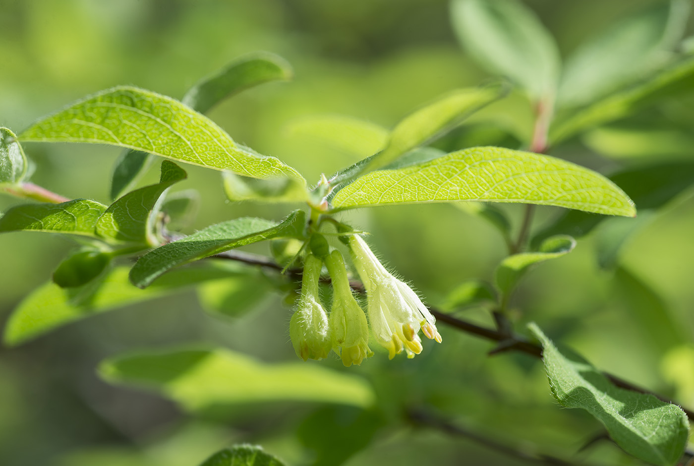 Изображение особи Lonicera caerulea.