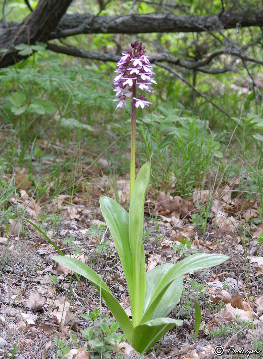 Image of Orchis purpurea specimen.