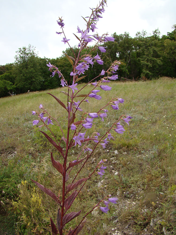 Image of Campanula × spryginii specimen.