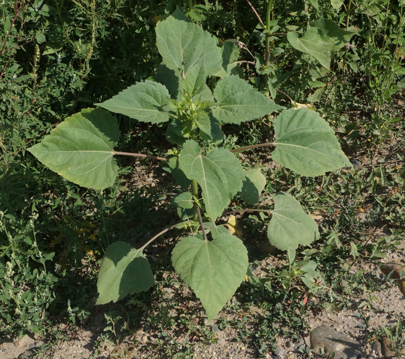 Image of Cyclachaena xanthiifolia specimen.