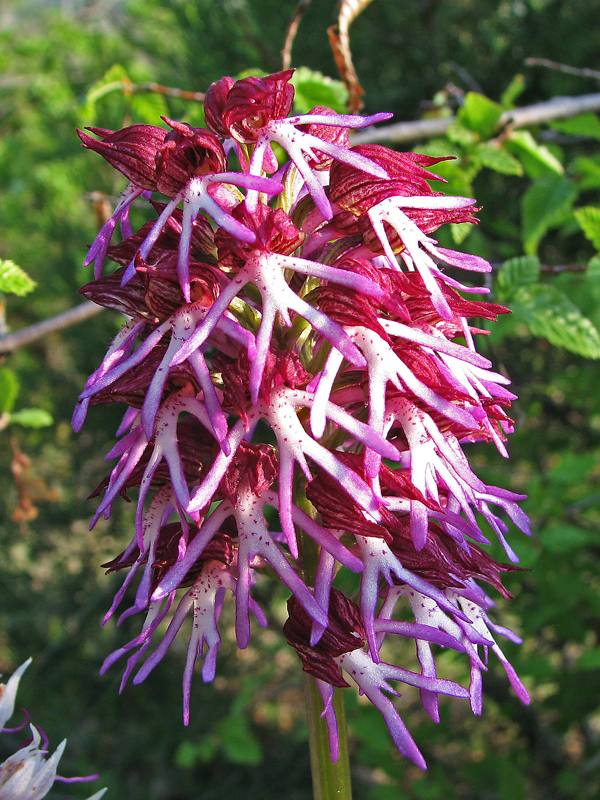 Image of Orchis &times; angusticruris specimen.