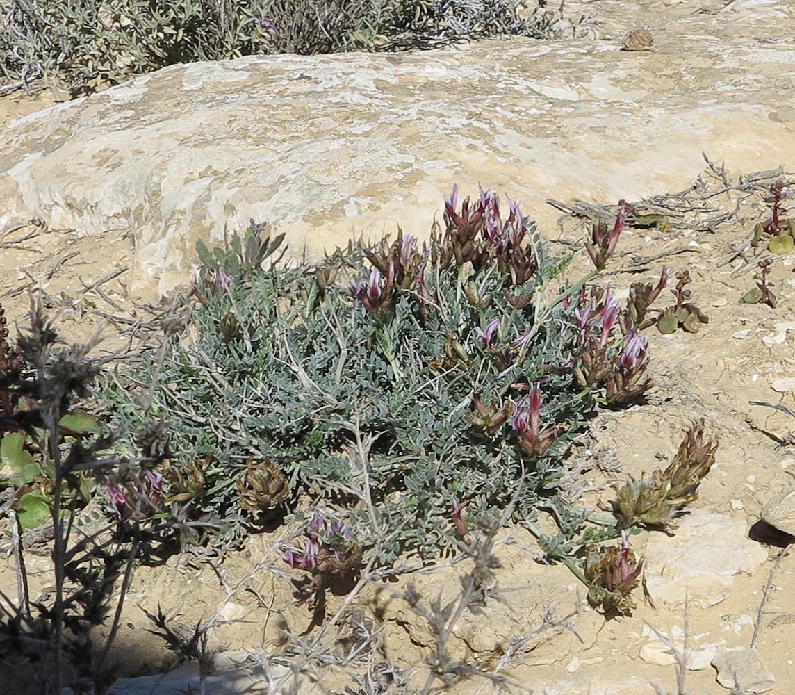 Image of Astragalus amalecitanus specimen.