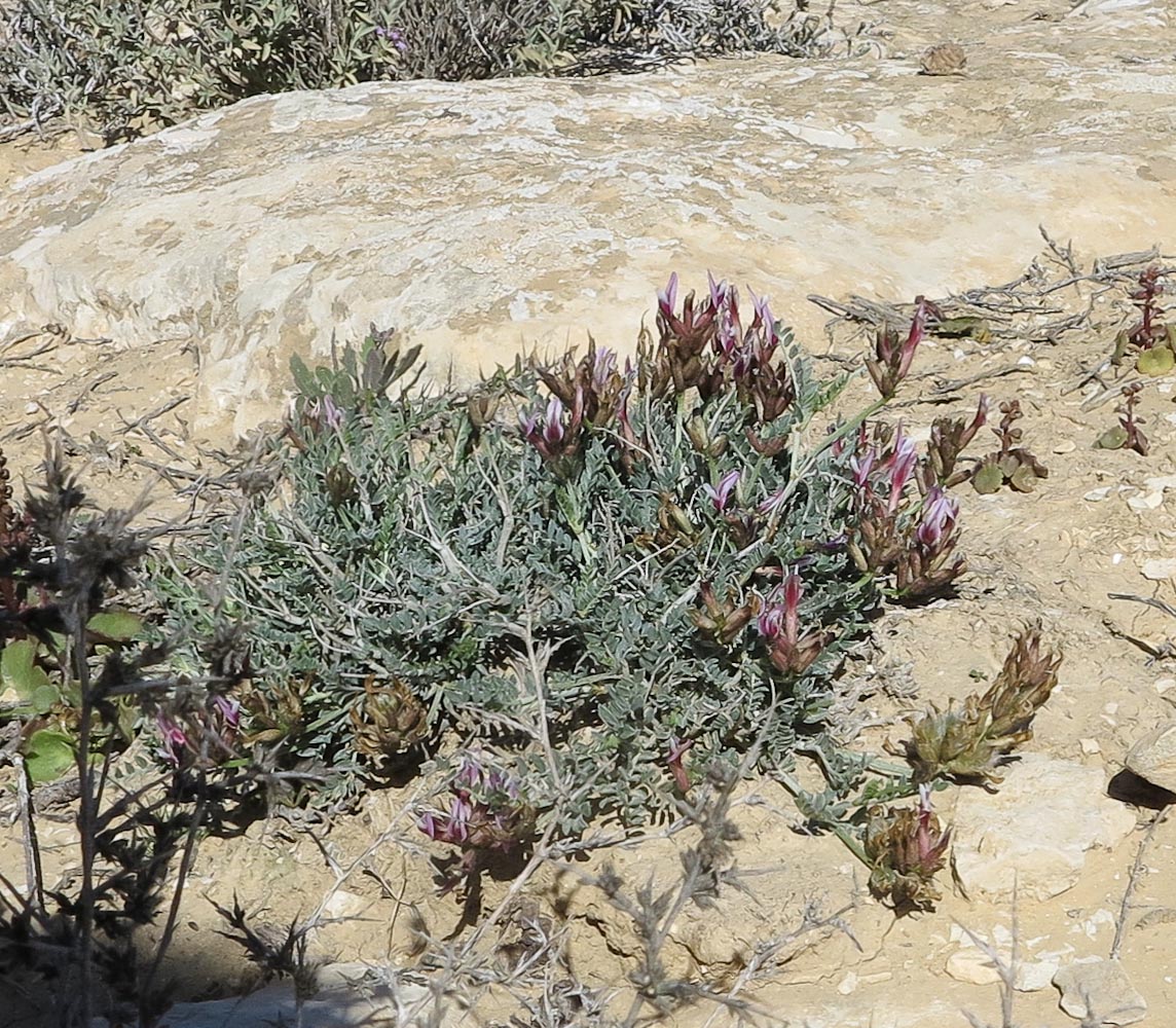 Изображение особи Astragalus amalecitanus.