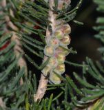 Calothamnus villosus