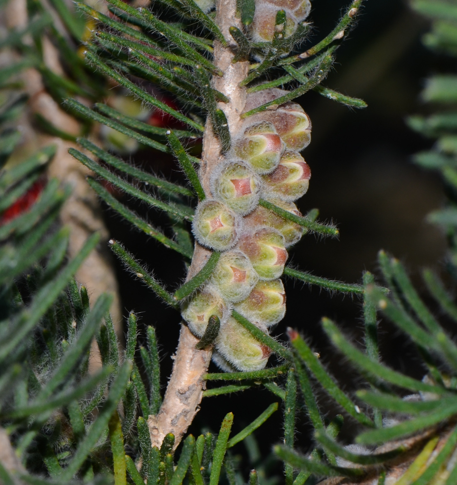Image of Calothamnus villosus specimen.