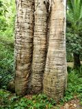 Eucalyptus globulus. Прикорневая часть ствола. Испания, Андалусия, г. Малага, ботанический сад \"La Concepcion\". Август 2015 г.
