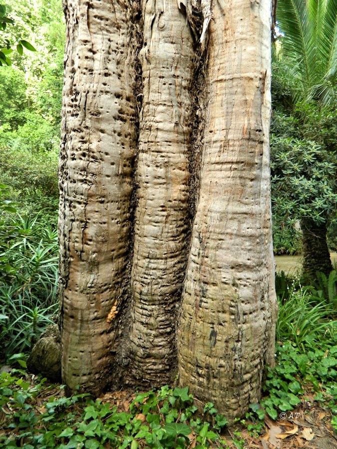 Изображение особи Eucalyptus globulus.