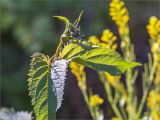 Scrophularia nodosa