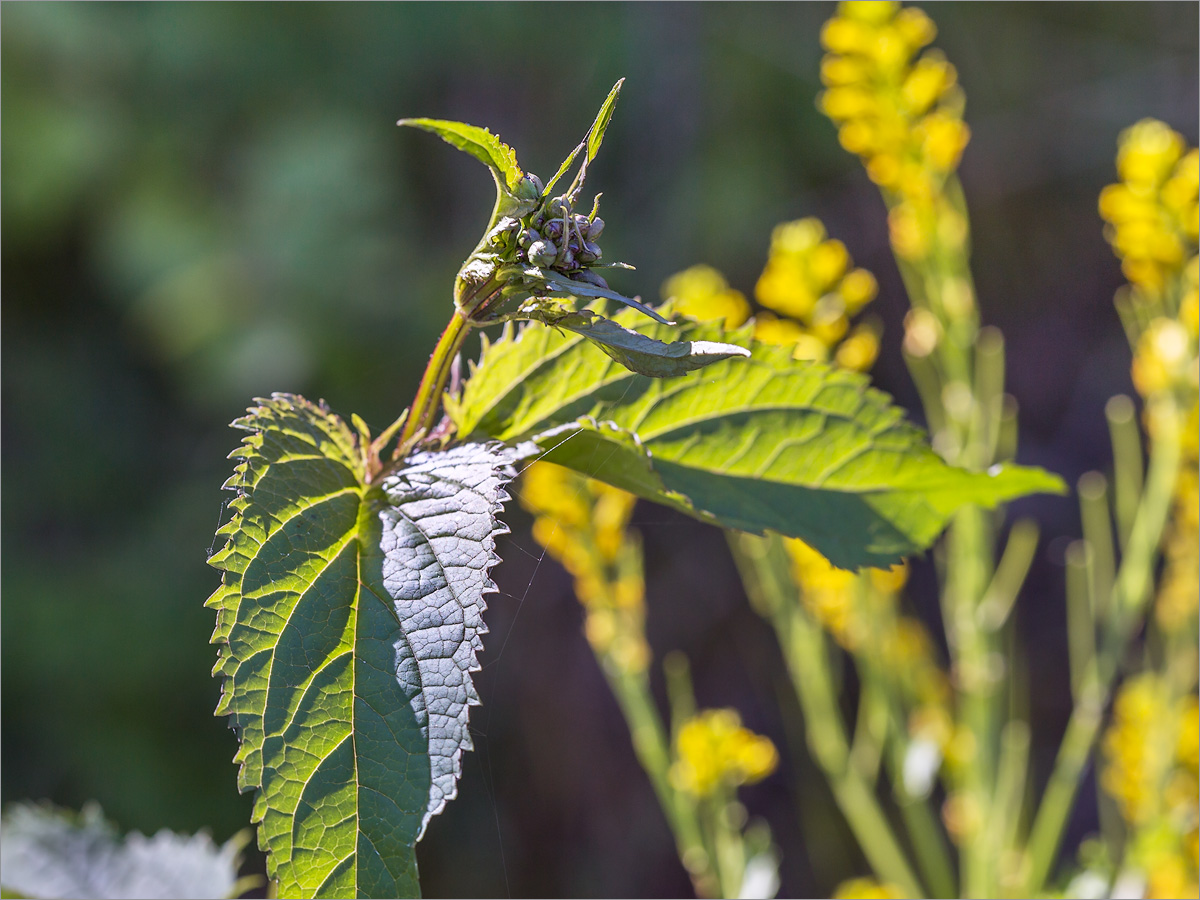 Изображение особи Scrophularia nodosa.