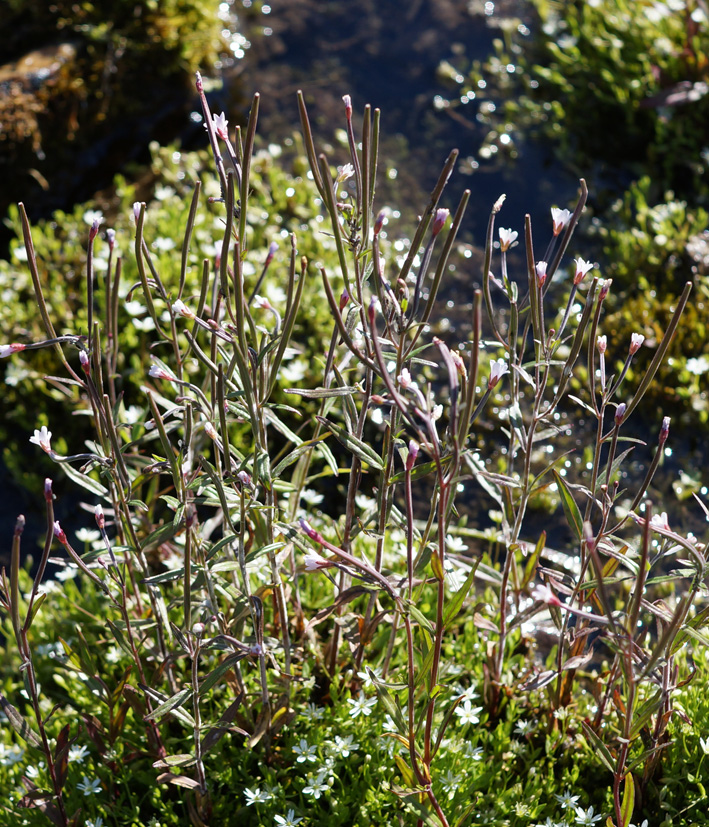 Image of Epilobium palustre specimen.