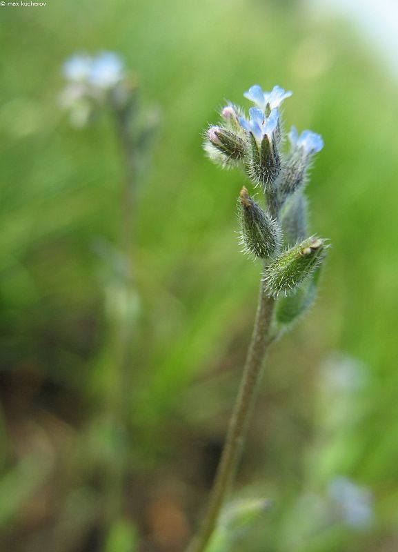 Image of Myosotis micrantha specimen.