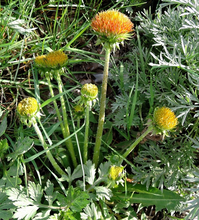 Изображение особи Taraxacum officinale.