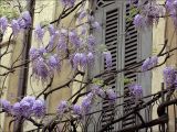 Wisteria sinensis