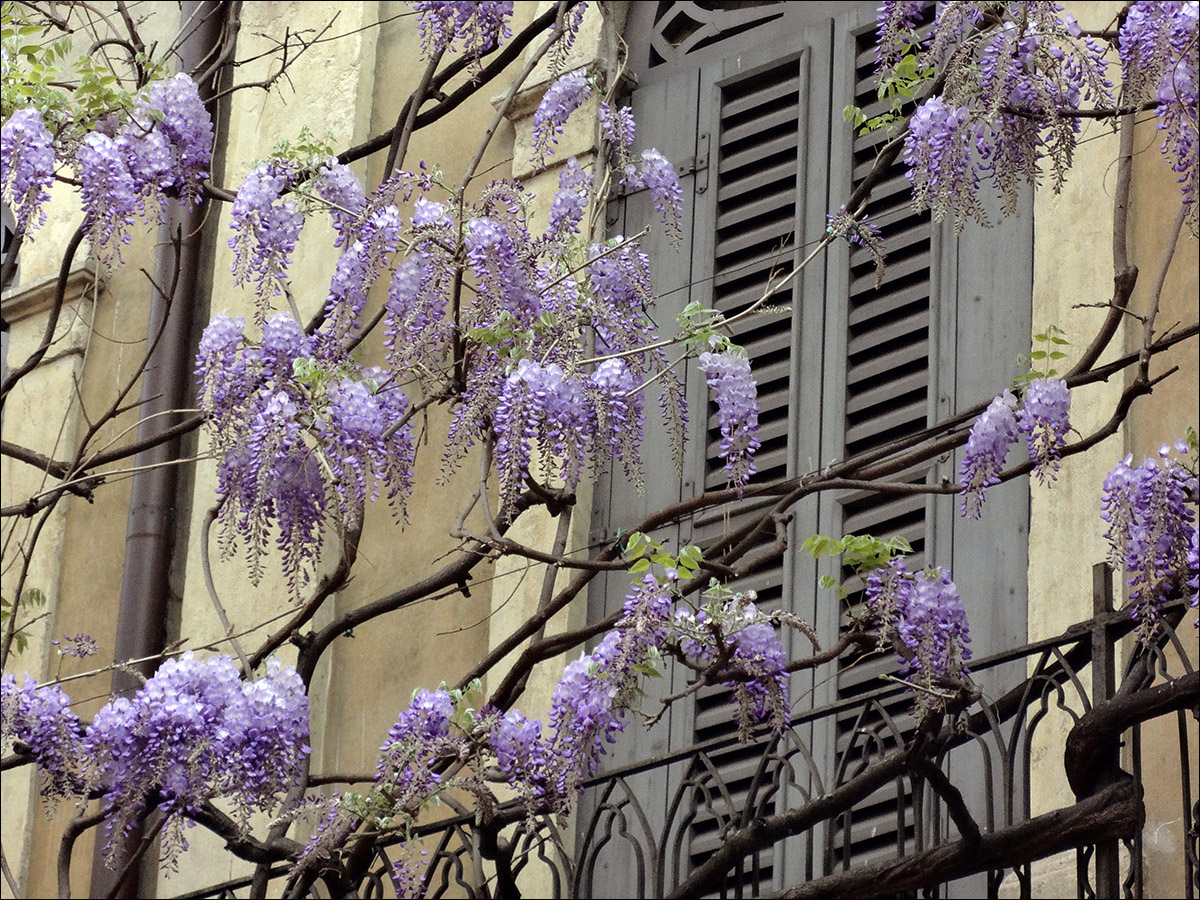 Изображение особи Wisteria sinensis.