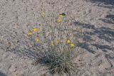 Tragopogon borysthenicus. Цветущее растение с завязавшимися плодами. Украина, дельта Дуная, берег Чёрного моря, зарастающий пляж. 02.07.2009.