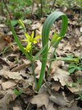 Gagea lutea. Цветущее растение. Украина, Киевская обл., Киево-Святошинский р-н, лесной заказник \"Жуков хутор\", дубовый лес. 05.04.2016.