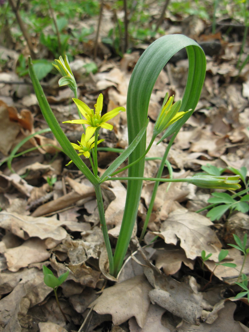 Image of Gagea lutea specimen.