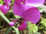 Lathyrus latifolius