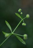 Galium aparine