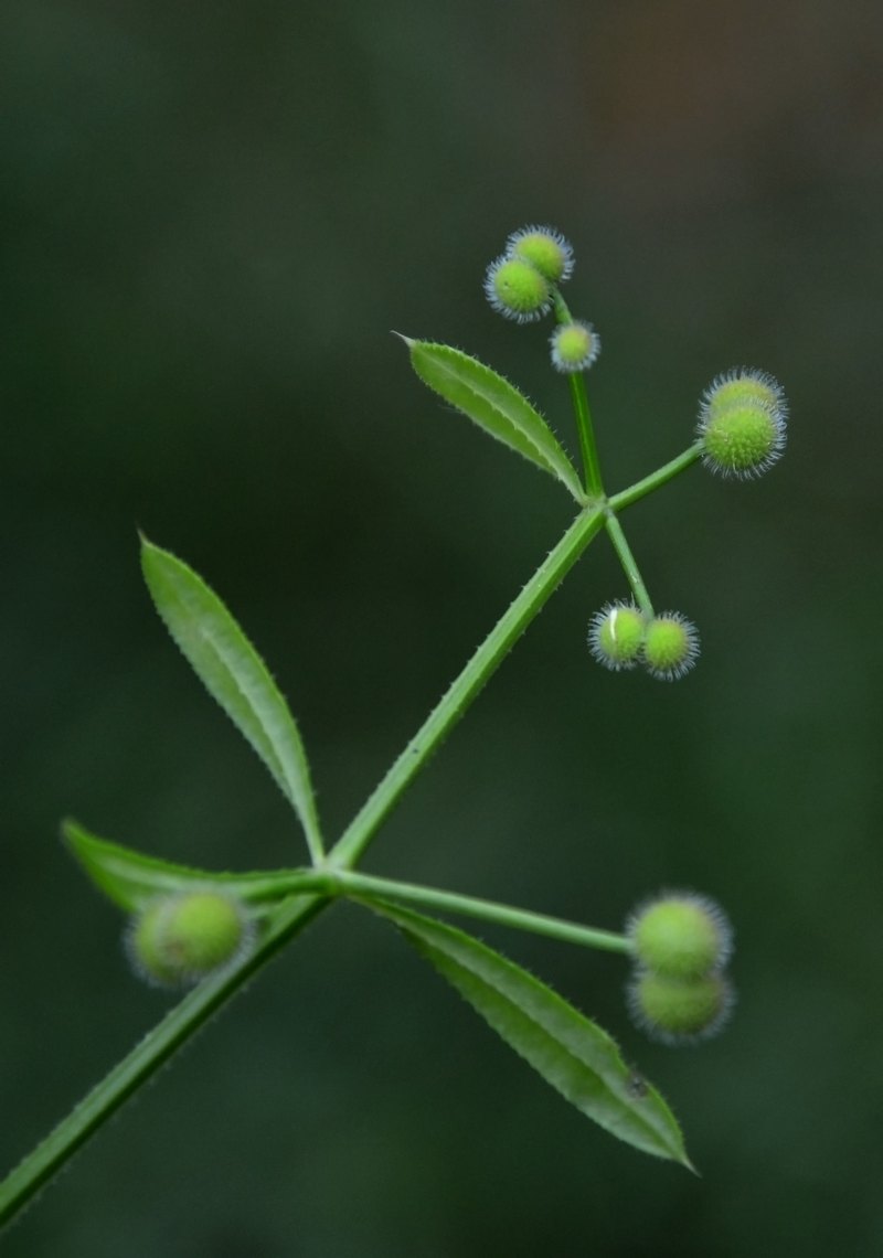 Изображение особи Galium aparine.