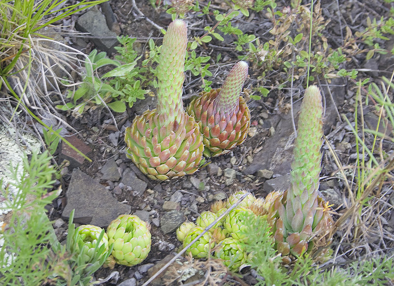 Изображение особи Orostachys spinosa.