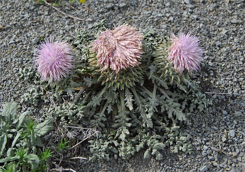 Изображение особи Jurinella moschus.