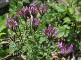 Astragalus cornutus