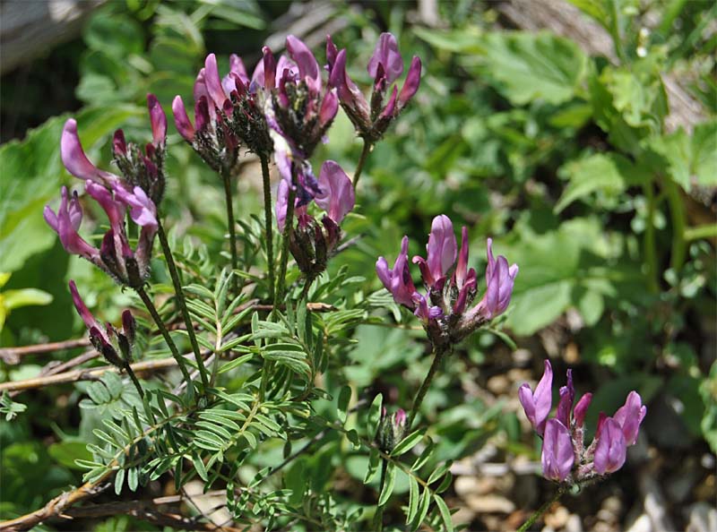 Изображение особи Astragalus cornutus.