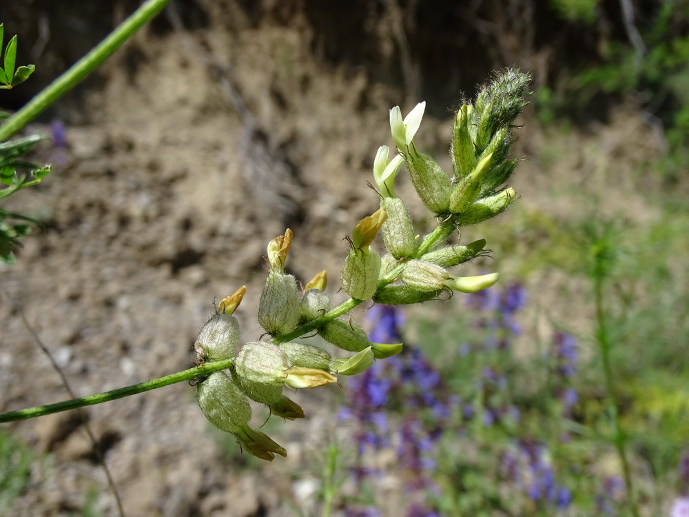 Изображение особи Astragalus scleropodius.